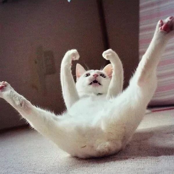 灵魂画手笔下的喵星人，嗯。。这很写实。。。。