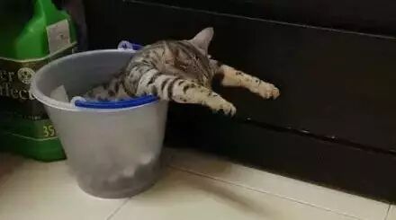 喵星人有床不睡，只睡水桶！