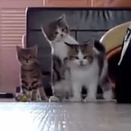 如果家里有一群小奶猫，那可真是又闹腾又欢乐~