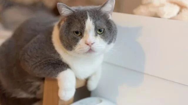 铲屎官点评喵星人的变化，扎心了！