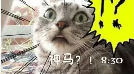 上班的第一天，喵星人的状态是这样的！