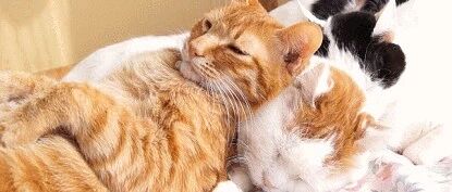 喵星人有哪些奇葩的冬日取暖行为？