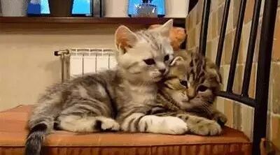 七夕就要像喵星人这么撩人，任谁也受不了！