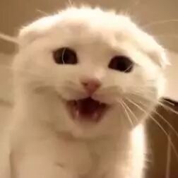 还是熟悉的味道~喵星人版西游主题曲！