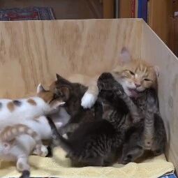 猫咪生下14只小奶猫，这下把它忙坏了，照顾这么多孩子看着都累