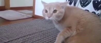 这只喵真是怂到家了，从眼神里只能看到一个大写的怂字！