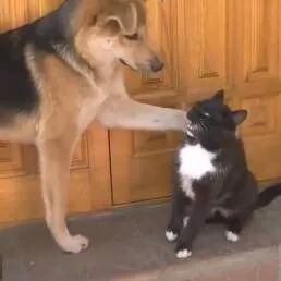 喵星人被这只狗烦死了，好无奈。。。