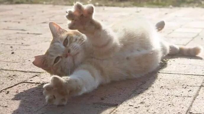 众所周知，喵星人是一种活泼好动，充满朝气的动物