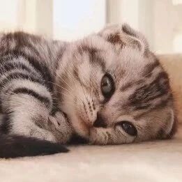 赖床就是早上最重要的事情，赶快来撸这只肥嘟嘟的猫咪