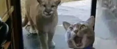 喵星人告诉你怎么样度过一个开心的暑期！