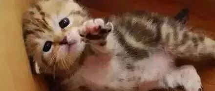 下辈子投胎要做喵星人的9个理由，服气！