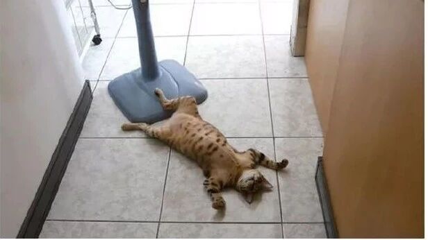 喵星人避暑等级表，对号入座下你正活得如哪一等级的喵星人？