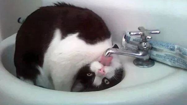 喵星人傲娇是一回事，蠢又是另一回事了...