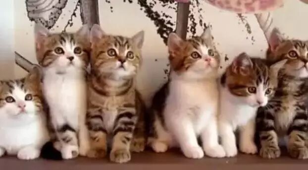 如果喵星也有医院，那里一定是这样的