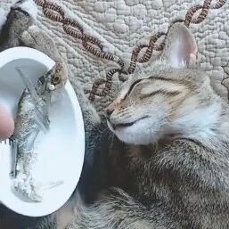 把小鱼干端到睡着的喵星人面前，看看会有什么反应？