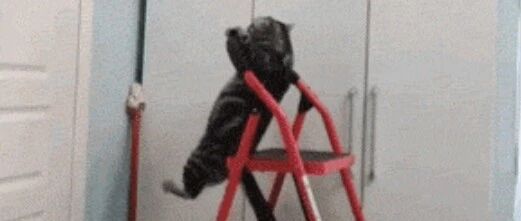 jio滑的喵星人，喵：朕只是锻炼一下引体向上！