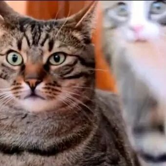 遇上多动症小奶喵，喵星人心好累