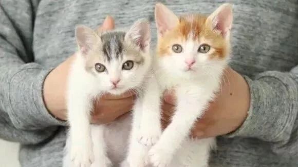 两只流浪奶猫被喵大哥带大之后…忽然就抛弃大哥发起了狗粮