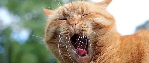 看着这些喵星人张大嘴巴打呵欠，你也困了吗？