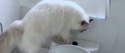 这是一条有味道的视频！喵星人拉完粑粑还会冲水！