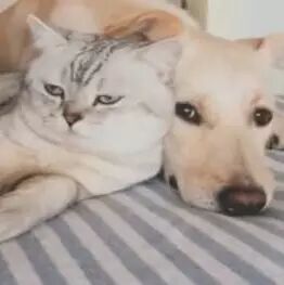 喵星人魅力无法阻挡，连汪星人都吸喵上瘾了！