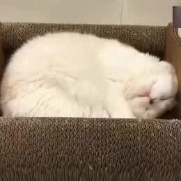 铲屎官用纸箱给喵星人做的新家，太舒服了！