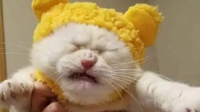 铲屎官给喵星人试了下新买的帽子，结果喵星人委屈得像二百斤的孩子