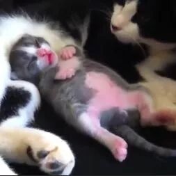 喵星人搞笑合集，傻中带点萌