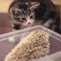 当下猫咪遇上小刺猬，两颗好奇的心互相碰撞