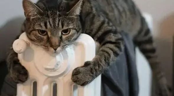 这就是属于喵星人的温暖！