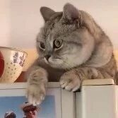 喵星人到底有多欠儿？比你想的还欠！