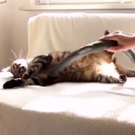 吸猫的正确打开方式原來是这样子的！