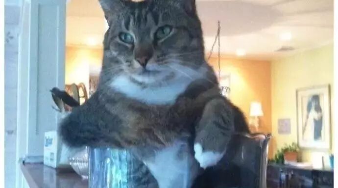 喵星人那些令人窒息的骚操作，喵星人的世界你不懂！