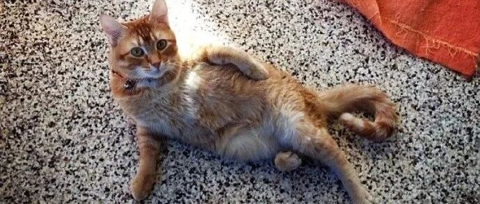 猫咪摆Pose的诀窍，撩得飞起~