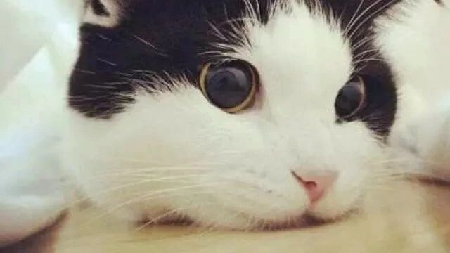 常言道狗中二哈，喵中奶牛！就问你怕不怕？