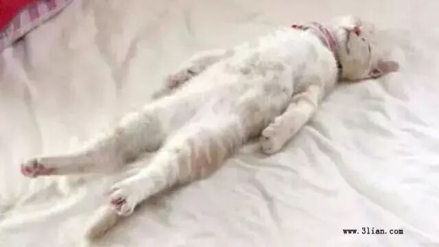 听说，寒假孩子在家都是喵星人这种状态！