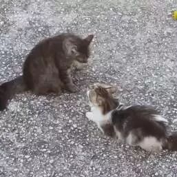 俩喵星人约架，说好单挑，其中一只却叫了兄弟一起来