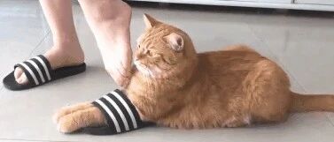 喵：拖鞋？不就是用来揣手的吗！