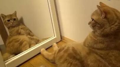 当喵星人遇上镜子，整个喵都不正常了