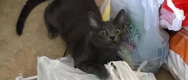 喵星人是不是这样子滴？