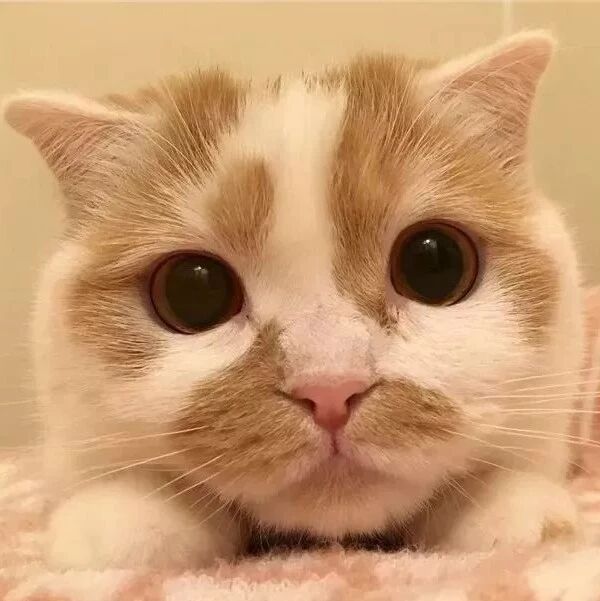 喵星人都是变脸大师，分分钟让你怀疑家里到底有几只喵！