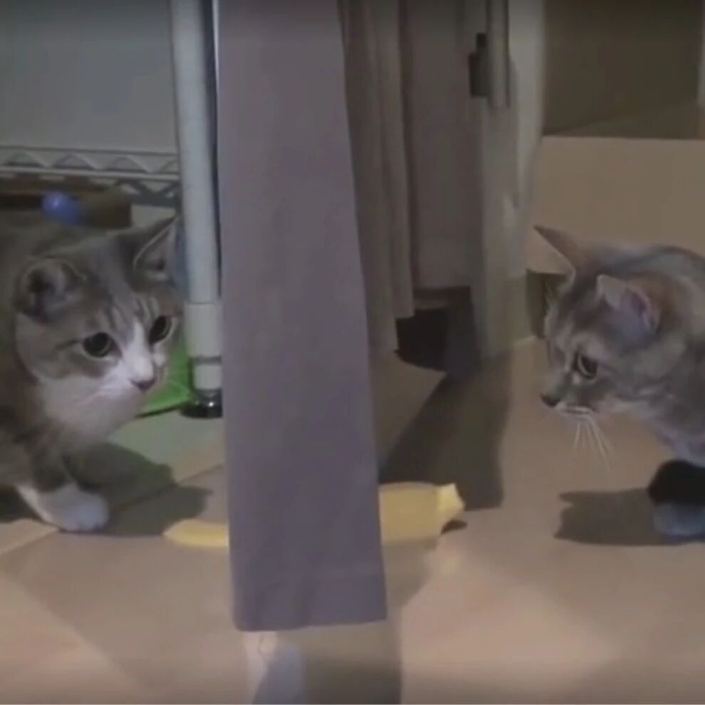 喵星人的世界你不懂，隔着门缝都能玩一天