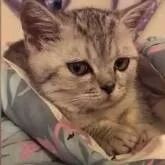 铲屎官不给猫咪吃肉，猫咪委屈得都快哭了 好心疼