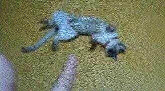 铲屎官和喵星人玩装死的游戏，圣上一脸不情愿的样子