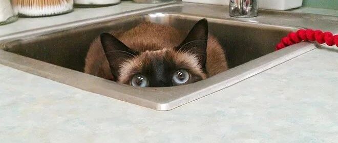 这可能是天不怕地不怕的喵星人最怕的事情