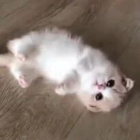 软萌软萌的小奶猫，对一切都很好奇的样子太可爱了