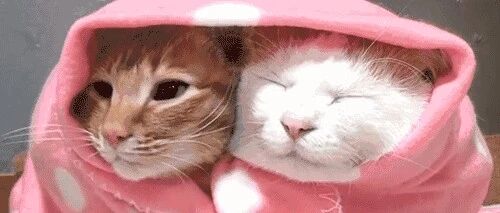 飘雪的冬天，南方喵和北方喵感觉就是生活在2个不同世界