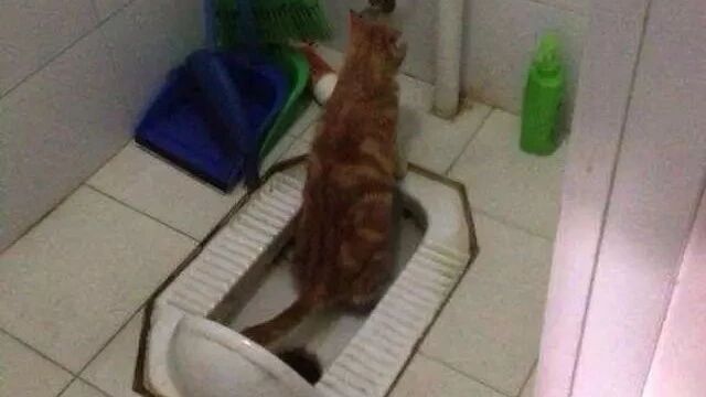 猫咪上厕所也被偷窥？——来自丧心病狂的铲屎官的报复！
