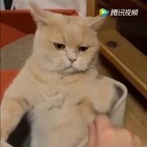 喵：不要打扰朕休息