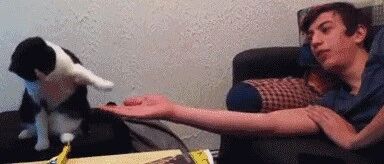 give me five这件事上，别人家喵和你家喵的区别，不能更准